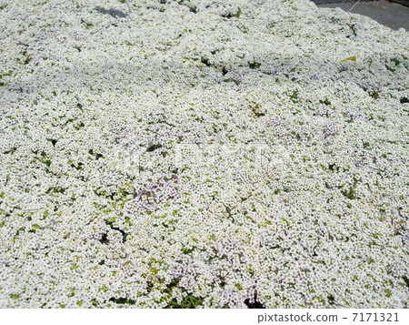 阿薩姆 阿薩姆 7171321