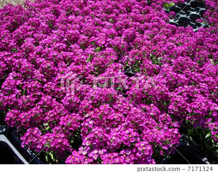 阿薩姆 阿薩姆 7171324