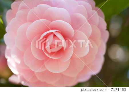 Camellia 7171463