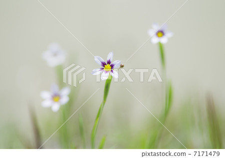 Niwazekishou Niwazekishou 7171479