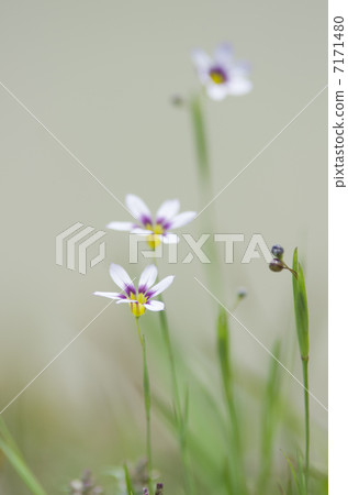 Niwazekishou 7171480