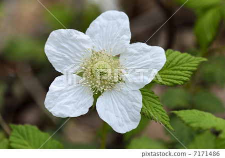 Raspberry (grass straw) 7171486