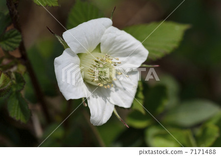 Raspberry (grass straw) 7171488