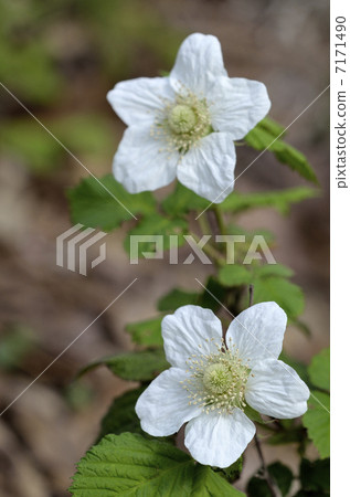 覆盆子（草秸稈） 7171490