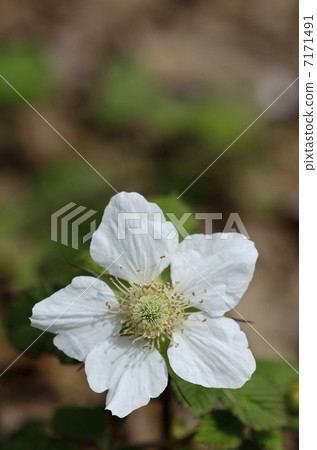 覆盆子（草秸稈） 7171491