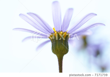 藍色雛菊 7171739