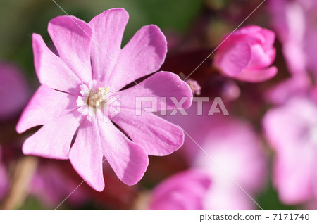 報春花 報春花 7171740