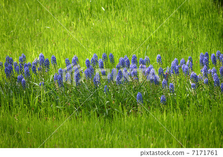 Muscari 7171761