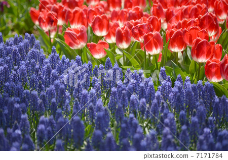 Muscari and red tulip 7171784