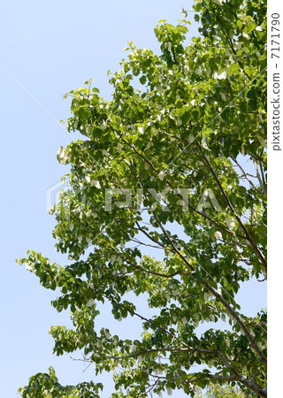 Handkerchief tree 7171790