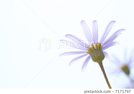 藍色雛菊 7171797