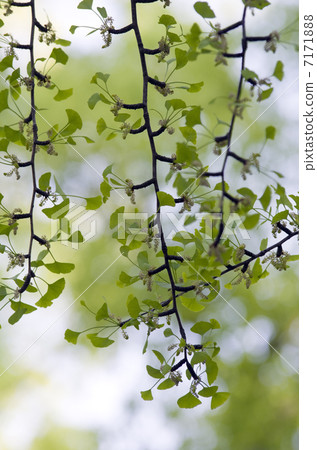 Fresh green of ginkgo biloba Fresh green of ginkgo biloba 7171888