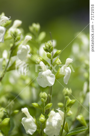 櫻桃鼠尾草 櫻桃鼠尾草 7172058