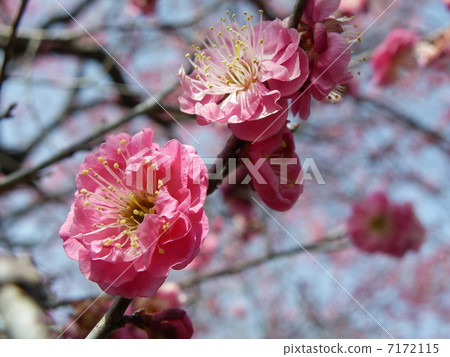 Cold red plum 7172115