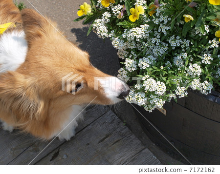 鮮花和柯基犬 鮮花和柯基犬 7172162