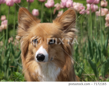 鬱金香和柯基犬 鬱金香和柯基犬 7172165