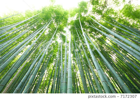 [超廣角]薩加諾的竹林 7172307