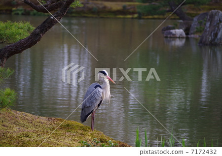 Ao-sama who was in the pond of Kinkakuji 7172432
