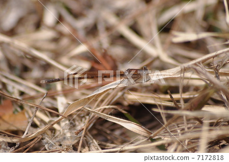 Otsunentonbo 7172818