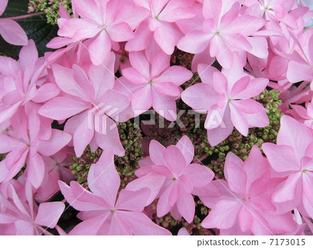 Hydrangea (dance party) Hydrangea (dance party) 7173015