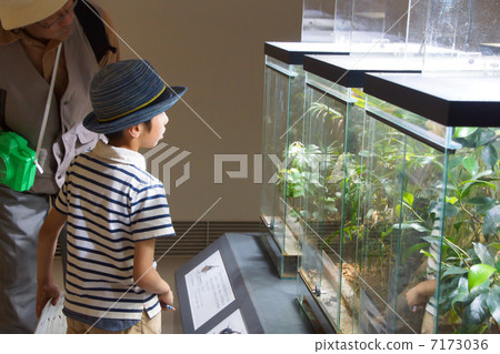 The grandchildren and grandfathers who are observing at the insect museum 7173036