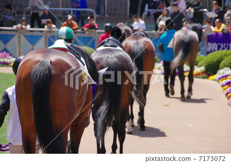 paddock paddock 7173072