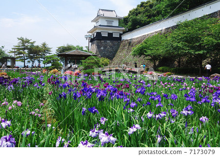 鳶尾花 鳶尾花 7173079