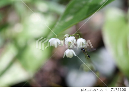 淫羊藿加倍 7173100