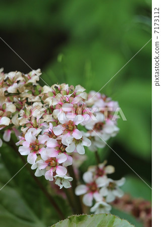 喜馬拉雅山Yukinoshita 7173112