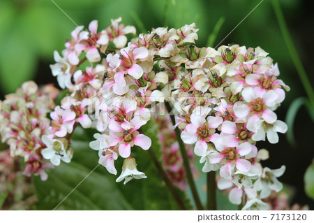 喜馬拉雅山Yukinoshita 7173120