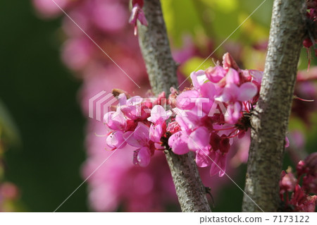 Hanazu Ow Hanazu Ow 7173122