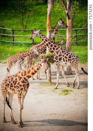 giraffes in the zoo giraffes in the zoo 7173241