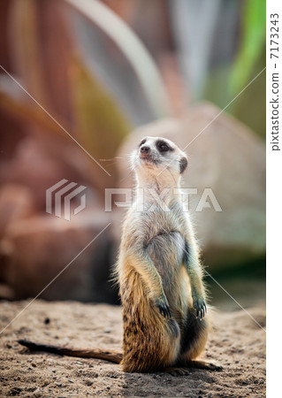 Suricata in a natural habitat 7173243