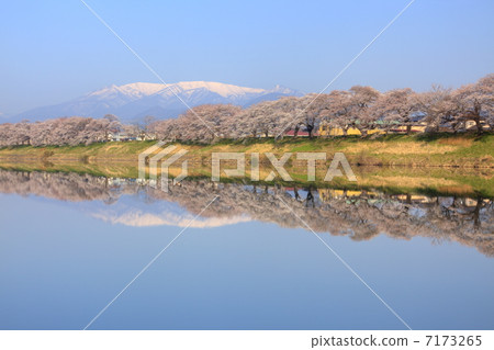 Sunny sky of Shiraishi River Tsutsumi Senbonzakura Sunny sky of Shiraishi River Tsutsumi Senbonzakura 7173265