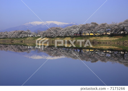 Shiroishi River Tsutsumi Ichimoku Senbonzakura Shiroishi River Tsutsumi Ichimoku Senbonzakura 7173266