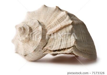 Seashell isolated on the white background Seashell isolated on the white background 7173326