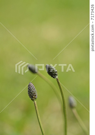 Heraooba的芽（大洋子） 7173426