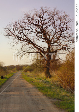 sunset in the countryside - road with a tree in the evening 7173446