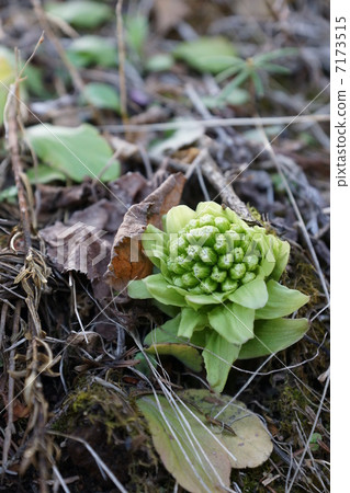 A seasonal flower · One flower that tells spring · One vertical position 7173515