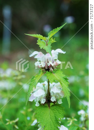 Gentle flowers of wild flowers and odorikosoto · vertical position from bud and side 7173727