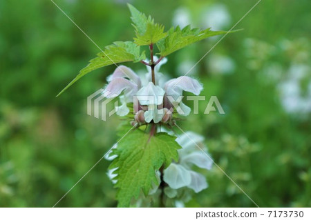 Flower of a field and gentle flowers and buds of Odorikoso 7173730