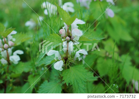 田野中的溫柔花朵和芽·Odorikosou的綻放·水平位置 7173732
