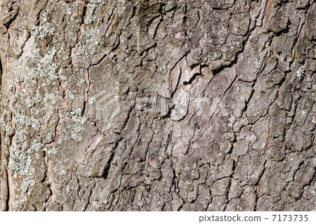 background of tree bark 7173735