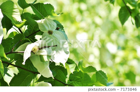 Branches like two white handkerchiefs wrapping rare tree · round flowers · Horizontal position up 7173846