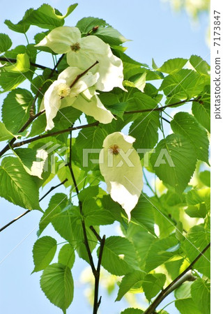 Bulbs like two white handkerchiefs wrapping rare tree · round flowers · Blue sky back vertical position up 7173847