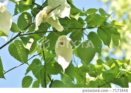 Bulbs like two white handkerchiefs wrapping rare tree · round flowers · Blue sky back sideways up position 7173848