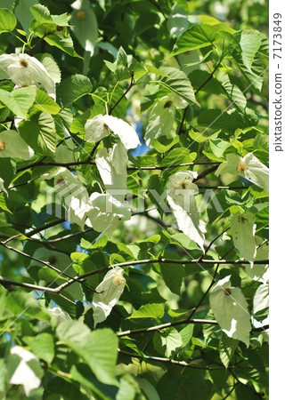 Branches like two white handkerchiefs wrapping rare tree · round flowers · Vertical position 7173849