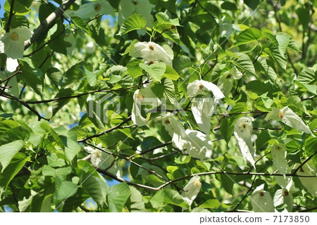 Branches like two white handkerchiefs wrapping rare tree · round flowers · Horizontal position 7173850