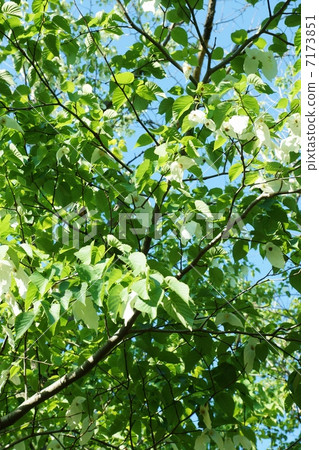 Branches like two white handkerchiefs wrapping rare tree · round flowers · Vertical position 7173851