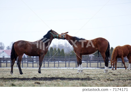 Horses in Hokkaido Horses in Hokkaido 7174171